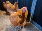 Orpington hanen, Dieren en Toebehoren, Pluimvee, Mannelijk, Kip
