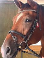 Super lieve ruin te koop, Dieren en Toebehoren, Paarden, Gechipt, Ruin, Niet van toepassing, Dressuurpaard