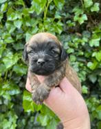 Boomer pups, Nederland, Overige rassen, CDV (hondenziekte), 8 tot 15 weken