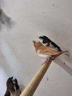 Japanse meeuw | Tropische vogel | Deskundig advies!, Dieren en Toebehoren, Meerdere dieren, Overige soorten