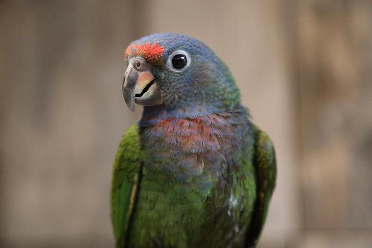 Jonge Baby Pionus Menstruus | makkelijk te trainen | Handtam, Dieren en Toebehoren, Vogels | Parkieten en Papegaaien, Papegaai