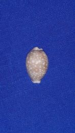 schelpen, Cypraea vitellus (Dwarf), Verzamelen, Mineralen en Fossielen, Ophalen of Verzenden, Schelp(en)