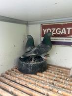 Irakese duiven te koop, Meerdere dieren