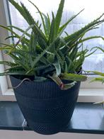 Aloe Vera spinossissima, Ophalen, Vetplant, Halfschaduw, Minder dan 100 cm