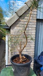 T.E.A.B. Grove den (pre bonsai), Tuin en Terras, Planten | Bomen, Overige soorten, Minder dan 100 cm, Ophalen, Volle zon