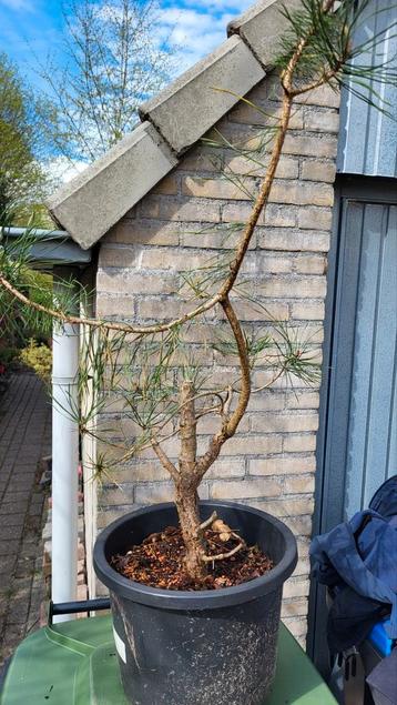 Grove den (pre bonsai) teab beschikbaar voor biedingen