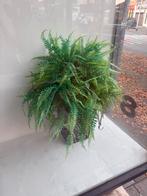 Kunstplanten planten verschillende soorten, Ophalen, Overige soorten, Volle zon