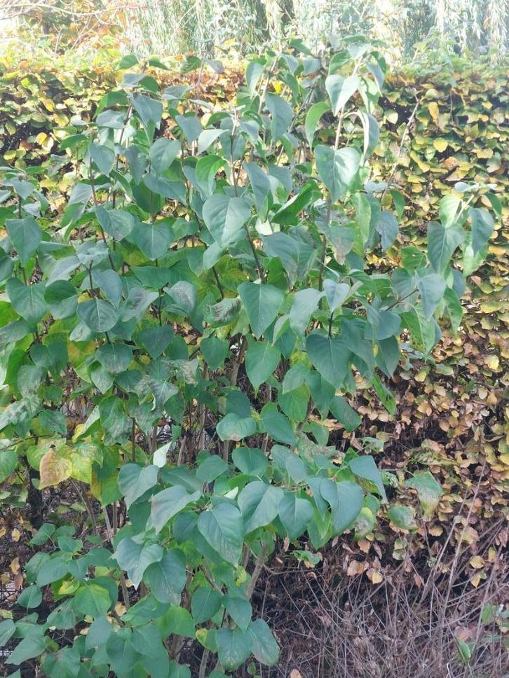 Sering bloemen licht paars 200cm volle grond Syringa biologi, Tuin en Terras, Planten | Tuinplanten, Vaste plant, Overige soorten