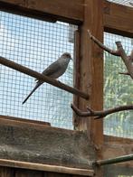 Diamantduifjes, Dieren en Toebehoren, Meerdere dieren, Overige soorten
