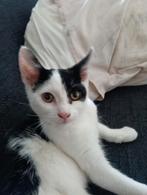 Lieve kater van 6 maanden, Dieren en Toebehoren, Katten en Kittens | Overige Katten, Kater
