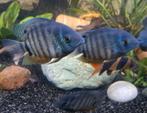 Heros Severum, Vis