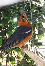 Damalijster koppel, Dieren en Toebehoren, Meerdere dieren, Tropenvogel, Geringd