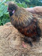 Haan zijdehoender, Dieren en Toebehoren, Pluimvee, Mannelijk, Kip