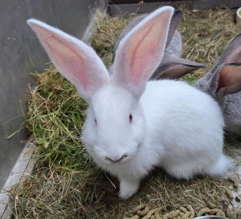 3 schitterende jonge 7-7 Duitse reus - reuzen 1 man 2 vrouw., Dieren en Toebehoren, Konijnen, Groot, Meerdere dieren, 0 tot 2 jaar