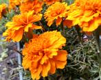Afrikaantjes oranje zaad uit biologische tuin, Tuin en Terras, Bloembollen en Zaden, Ophalen of Verzenden, Voorjaar, Volle zon