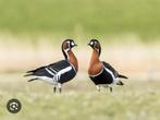 Roodhalsgans (vrouw gezocht overjarig), Dieren en Toebehoren, Vrouwelijk, Gans of Zwaan