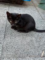 Kittens, Dieren en Toebehoren, Kortharig, 0 tot 2 jaar