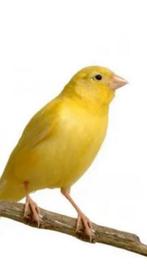 Gratis vogels gevraagd, Dieren en Toebehoren, Vogels | Kanaries, Meerdere dieren, Zangkanarie