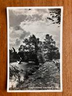 Meeuwenkolonie Leersumse plassen. Donkere druk. 1959., Ophalen of Verzenden, 1940 tot 1960, Gelopen, Utrecht