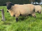 Suffolk dekram, Mannelijk, Schaap, 0 tot 2 jaar