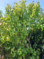 Conference perenboom 2,5 - 3 mtr, Ophalen, Lente, Volle zon, Appelboom