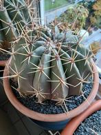 ferro cactus 30 cm doorsnede, Huis en Inrichting, Kamerplanten, Ophalen, Minder dan 100 cm, Bloeiende kamerplant, Volle zon