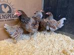 Jonge Wyandotte kriel goud blauwgezoomd gesekst en ingeënt, Dieren en Toebehoren, Pluimvee, Vrouwelijk, Kip