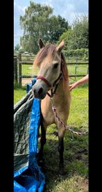 Prachtige zilvervalk welsh A merrie, Dieren en Toebehoren, Pony's, Merrie, Gechipt, Zadelmak, A pony (tot 1.17m)