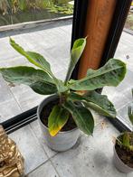 Bananenplant exl pot, Tuin en Terras, Planten | Tuinplanten, Volle zon, Vaste plant, Ophalen of Verzenden, Bloeit niet