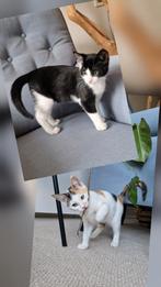 Superlieve kittens te koop, Europese Korthaar, Meerdere dieren