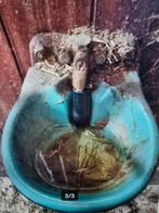 Waterbak vorstvrij Suevia, Dieren en Toebehoren, Stalling en Weidegang, Weidegang