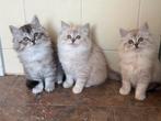 Prachtige langharige kittens Ragdoll. Mooie kleurtjes, Dieren en Toebehoren, Katten en Kittens | Raskatten | Langhaar, Meerdere dieren