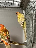 Zeer mooie bonte rosella pop 2024 oranje, Dieren en Toebehoren, Vogels | Parkieten en Papegaaien, Vrouwelijk, Parkiet, Geringd