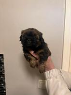 Raszuiver Shih tzu puppy’s, Overige rassen, 8 tot 15 weken, Parvo, Meerdere