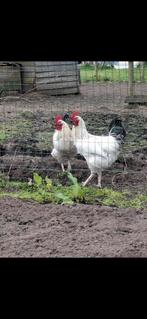 2 mooie jonge hanen, Dieren en Toebehoren, Pluimvee, Mannelijk, Kip