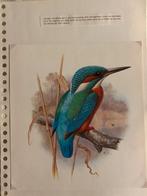 12 Prints met Vogels van H.J. Slijper 1979, nr 007, Ophalen of Verzenden, Zo goed als nieuw