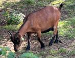Dwergeit, Dieren en Toebehoren, Schapen, Geiten en Varkens, Vrouwelijk, Geit