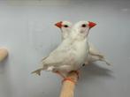 Witte spitstaartamadine - Poephila acuticauda, Meerdere dieren, Tropenvogel, Geringd