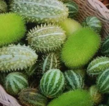 Zaden sierkomkommer - Cucumis melange  beschikbaar voor biedingen