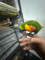 3x lori's hand tam, Dieren en Toebehoren, Vogels | Parkieten en Papegaaien, Meerdere dieren, Parkiet, Geringd