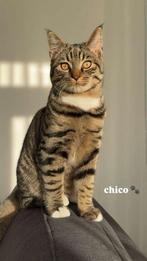 Chico zoekt een nieuw huis (alleen met andere kat!), Kater