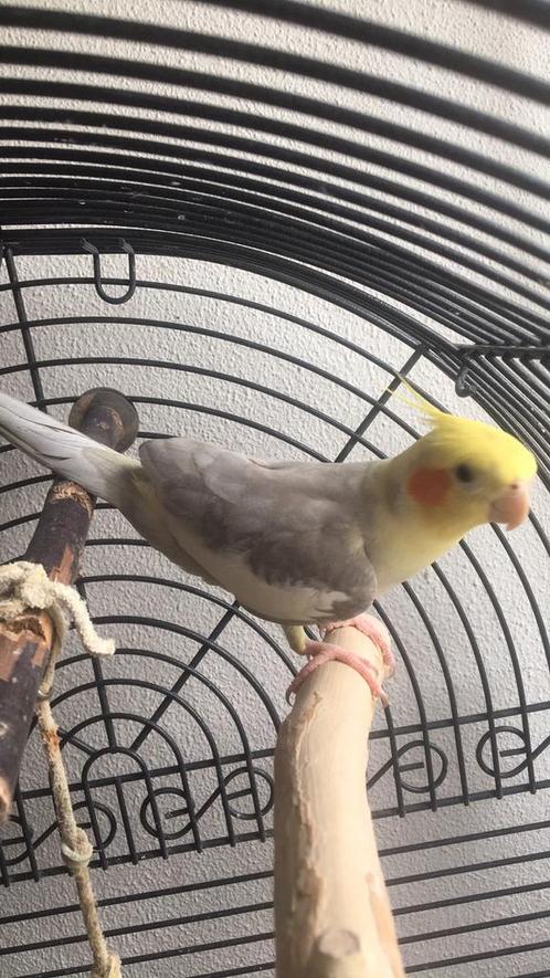 Twee valkparkiet tam, Dieren en Toebehoren, Vogels | Parkieten en Papegaaien, Parkiet, Mannelijk, Tam