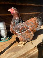 4 Wyandotte kriel hennen porselein en zwart van 2025, Dieren en Toebehoren, Pluimvee, Vrouwelijk, Kip