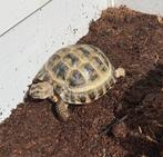 Russische vierteen landschildpad, Dieren en Toebehoren, Reptielen en Amfibieën, Schildpad