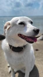 Hond Chloe zoekt fijn thuis, Dieren en Toebehoren, Honden | Niet-rashonden, 6 jaar of ouder, Particulier, Rabiës (hondsdolheid)