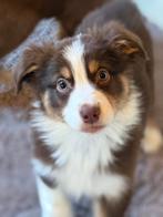 Australian Shepherd pups met stamboom, Dieren en Toebehoren, Parvo, Nederland, 8 tot 15 weken, Meerdere