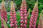 zaden mix vaste Lupine Russell en Chatelaine, Ophalen of Verzenden, Volle zon