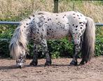 STOER Appaloosa dekhengstje!  Te koop of ruil voor merrie, Hengst