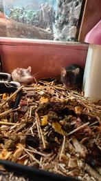 Baby mice, Dieren en Toebehoren, Knaagdieren, Augustus, Muis, Geslacht onbekend, Tam