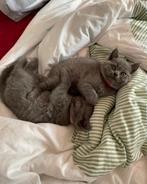 Prachtige Britse korthaar kittens, Dieren en Toebehoren, Katten en Kittens | Raskatten | Korthaar, Poes, Ontwormd, 0 tot 2 jaar